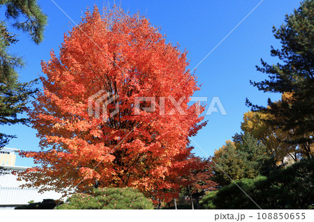 紅葉と常緑樹のコントラスト 108850655