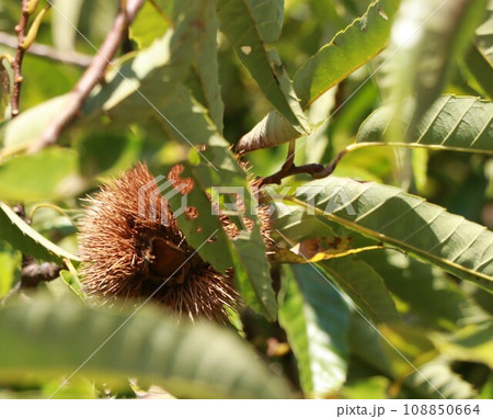 栗、実 栗、実 108850664