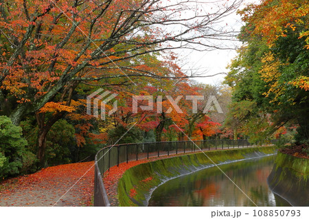 琵琶湖疎水の紅葉（京都市山梨区） 108850793