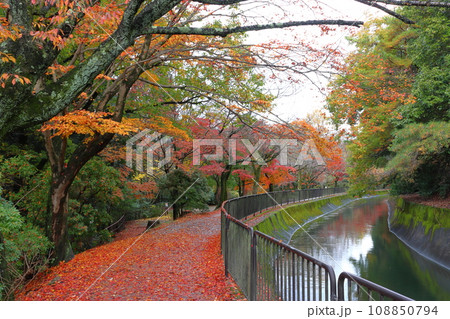 琵琶湖疎水の紅葉(京都市山梨区) 琵琶湖疎水の紅葉(京都市山梨区) 108850794