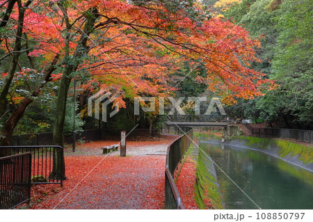 琵琶湖疎水の紅葉（京都市山梨区） 108850797