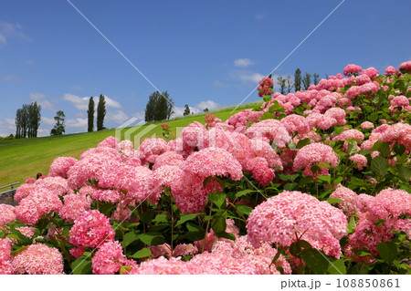 新潟県長岡市宮本東方町　国営越後丘陵公園　ピンクのあじさいピンクアナベルの斜面の景色 108850861