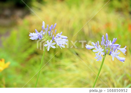 アガパンサスの花 108850952