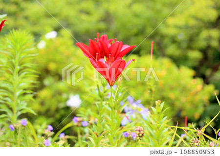 真っ赤なユリの花 真っ赤なユリの花 108850953
