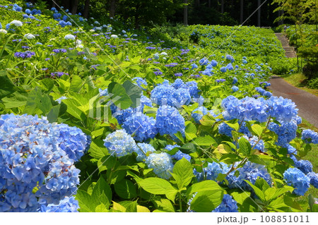 新潟県長岡市宮本東方町　国営越後丘陵公園　斜面を埋め尽くす青いアジサイの景色 108851011