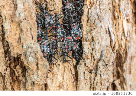 木の幹にかたまるヨコヅナサシガメ幼虫の群れ 108851236