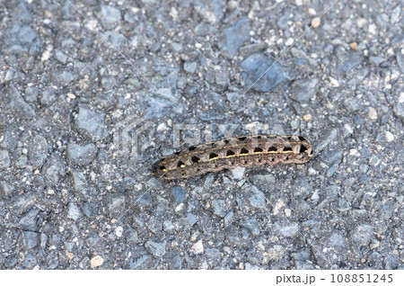 路上のイモムシ（ハスモンヨトウ幼虫） 108851245