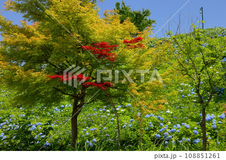 新潟県長岡市宮本東方町 国営越後丘陵公園 斜面の青いアジサイと赤いモミジの景色 新潟県長岡市宮本東方町 国営越後丘陵公園 斜面の青いアジサイと赤いモミジの景色 108851261