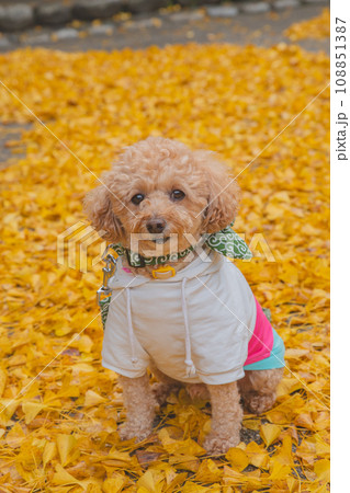 犬と紅葉 108851387