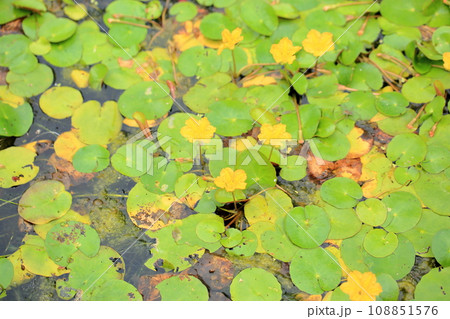 アサザの花 108851576