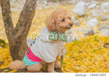 犬と紅葉 108851605