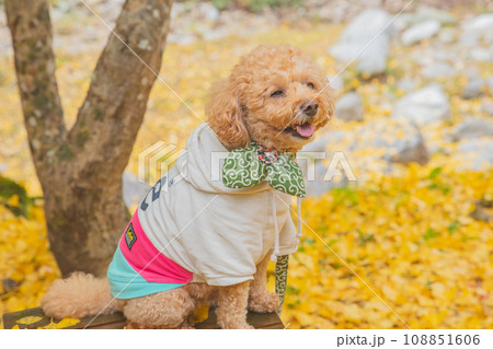 犬と紅葉 犬と紅葉 108851606