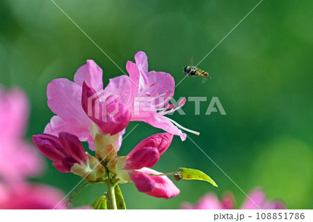 ヨシノツツジに止まろうとするハナアブ ヨシノツツジに止まろうとするハナアブ 108851786