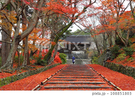 紅葉の毘沙門堂門跡にて(京都市山科区) 紅葉の毘沙門堂門跡にて(京都市山科区) 108851803