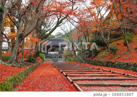 紅葉の毘沙門堂門跡にて（京都市山科区） 108851807