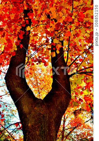 落葉樹　初秋の紅葉した綺麗なユリノキ 108852150
