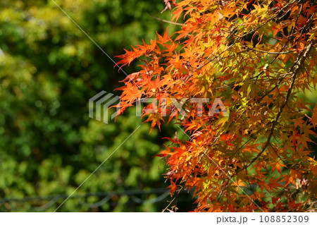 紅葉 108852309