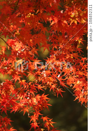 紅葉 紅葉 108852311