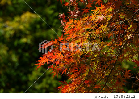 紅葉 紅葉 108852312