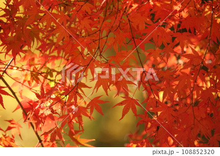 紅葉 紅葉 108852320