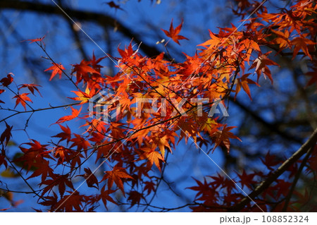 紅葉 紅葉 108852324