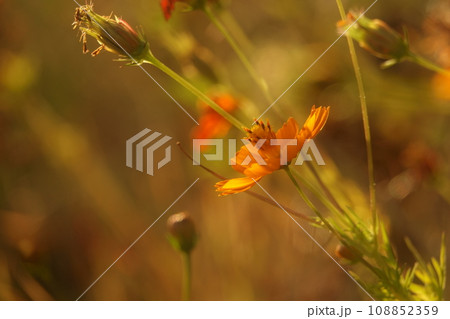 オレンジ色のコスモス オレンジ色のコスモス 108852359