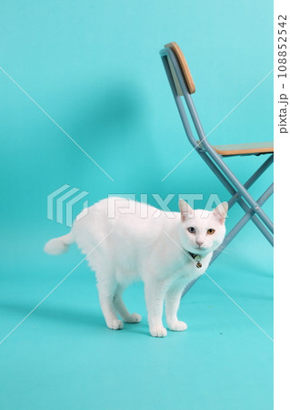 Khao Manee Cat 108852542