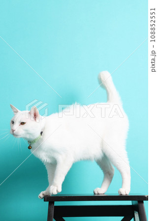 Khao Manee Cat Khao Manee Cat 108852551