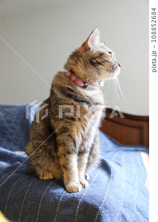 Adult Tabby Cat 108852684