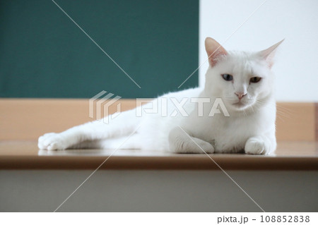 Khao Manee Cat 108852838