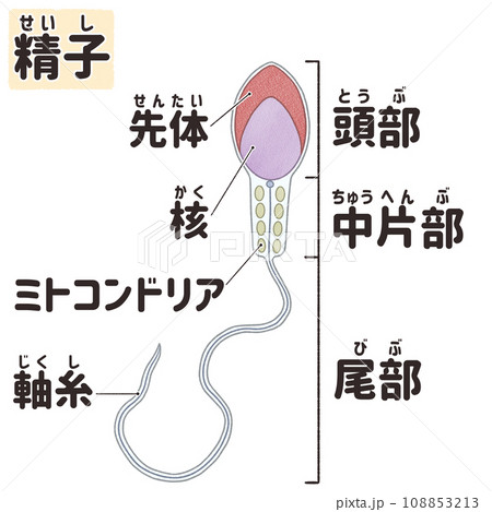 ヒトの精子の名称と構造 わかりやすい日本語図解イラスト ヒトの精子の名称と構造 わかりやすい日本語図解イラスト 108853213