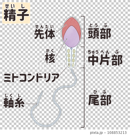 人類精子的名稱和結構—簡單易懂的日文插圖 人類精子的名稱和結構—簡單易懂的日文插圖 108853213