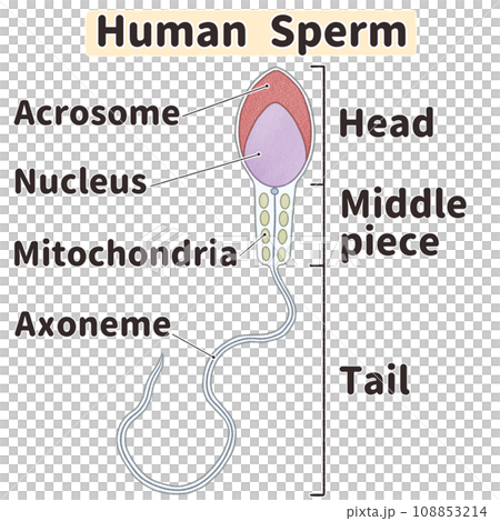 Name and structure of human sperm - easy to understand English illustrations Name and structure of human sperm - easy to understand English illustrations 108853214