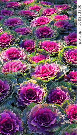 葉牡丹の葉に降りた陽射しの輝き 花(1月)ハボタン・アブラナ科21V9.16 葉牡丹の葉に降りた陽射しの輝き 花(1月)ハボタン・アブラナ科21V9.16 108853230