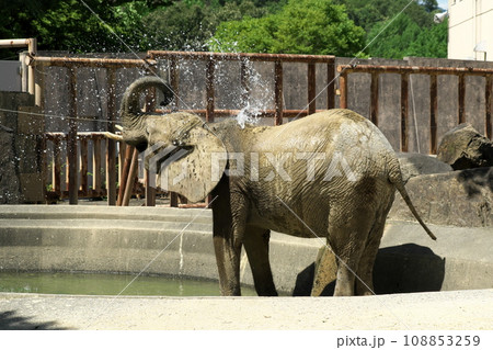 水浴びするゾウ 水浴びするゾウ 108853259
