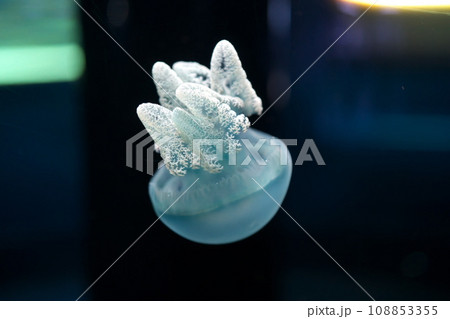 カラージェリーフィッシュ カラージェリーフィッシュ 108853355