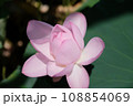 蓮の花のある風景 108854069