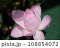 蓮の花のある風景 108854072