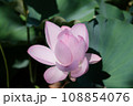 蓮の花のある風景 108854076