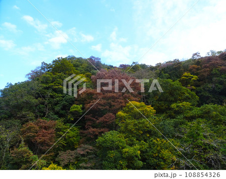 足柄山地の紅葉　2023年11月 108854326