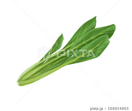 小松菜のリアルな水彩イラスト 小松菜のリアルな水彩イラスト 108854803