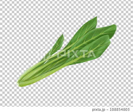 小松菜のリアルな水彩イラスト 小松菜のリアルな水彩イラスト 108854803