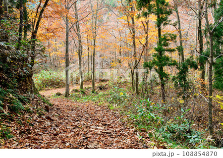 秋　落ち葉で埋まる道　秋田県 108854870