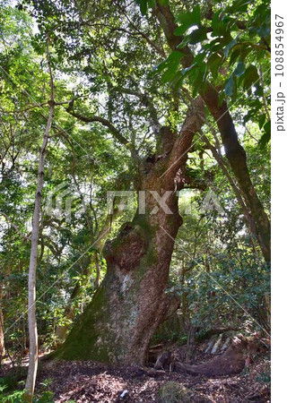 大三島 日本総鎮守 大山祇神社 御神木 大三島 日本総鎮守 大山祇神社 御神木 108854967