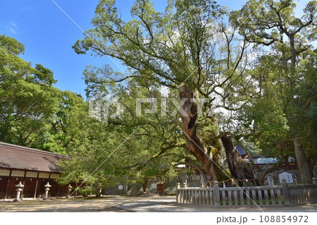 大三島 日本総鎮守 大山祇神社 御神木 大三島 日本総鎮守 大山祇神社 御神木 108854972