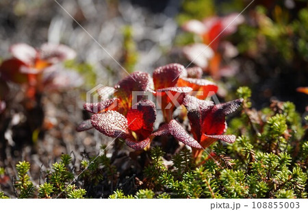 ワイン色のウラシマツツジ 108855003