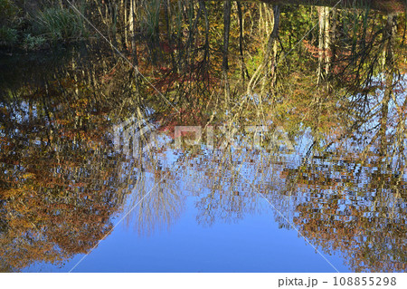 タカドヤ湿原の紅葉 タカドヤ湿原の紅葉 108855298