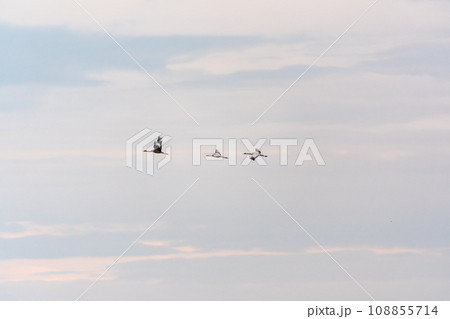 Flying cranes flock against blue sky 108855714
