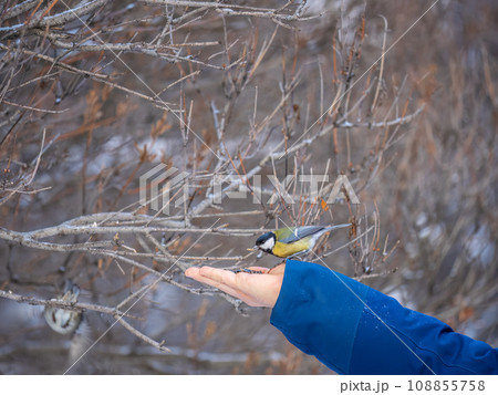 A tit sits on a man's hand and eats seeds. 108855758