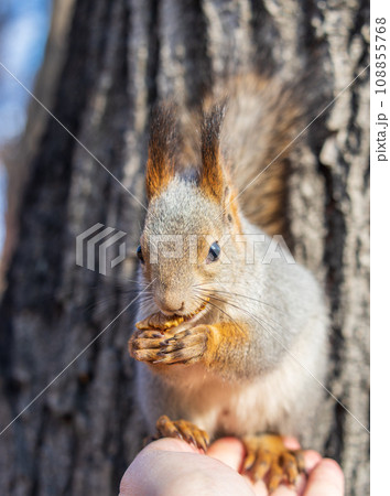 A squirrel in the autumn eats nuts from a human hand. Eurasian red squirrel, Sciurus vulgaris 108855768